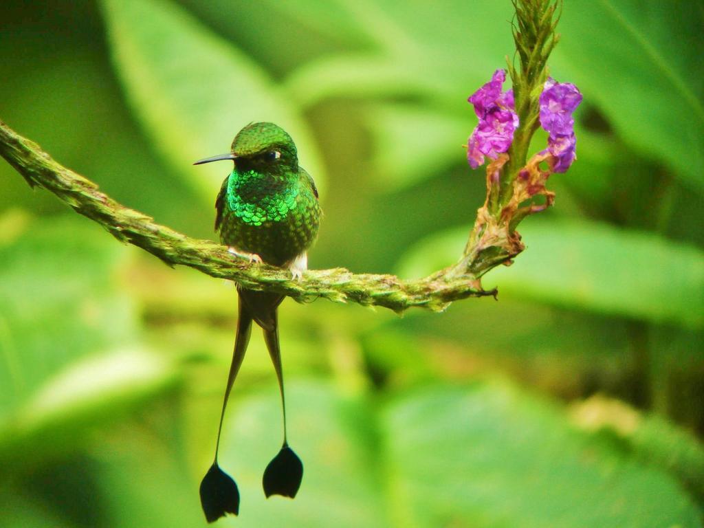 Mindo Garden Lodge And Wildlife Reserve Экстерьер фото
