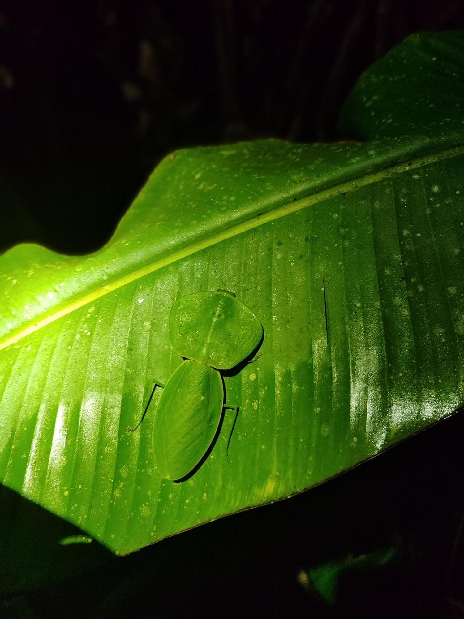 Mindo Garden Lodge And Wildlife Reserve Экстерьер фото