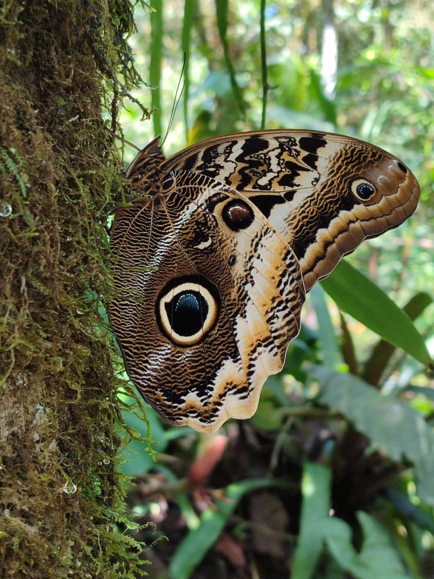 Mindo Garden Lodge And Wildlife Reserve Экстерьер фото