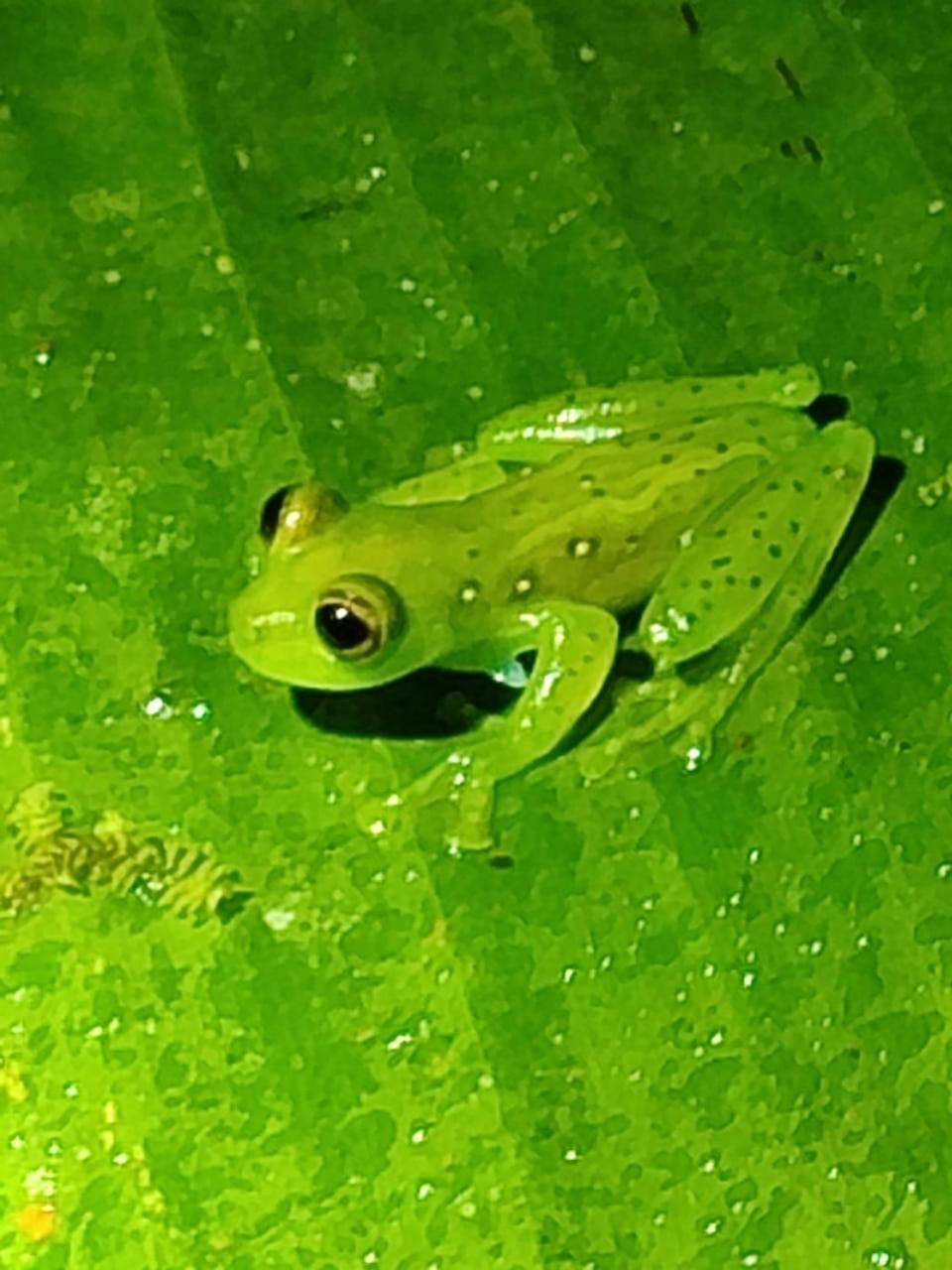 Mindo Garden Lodge And Wildlife Reserve Экстерьер фото