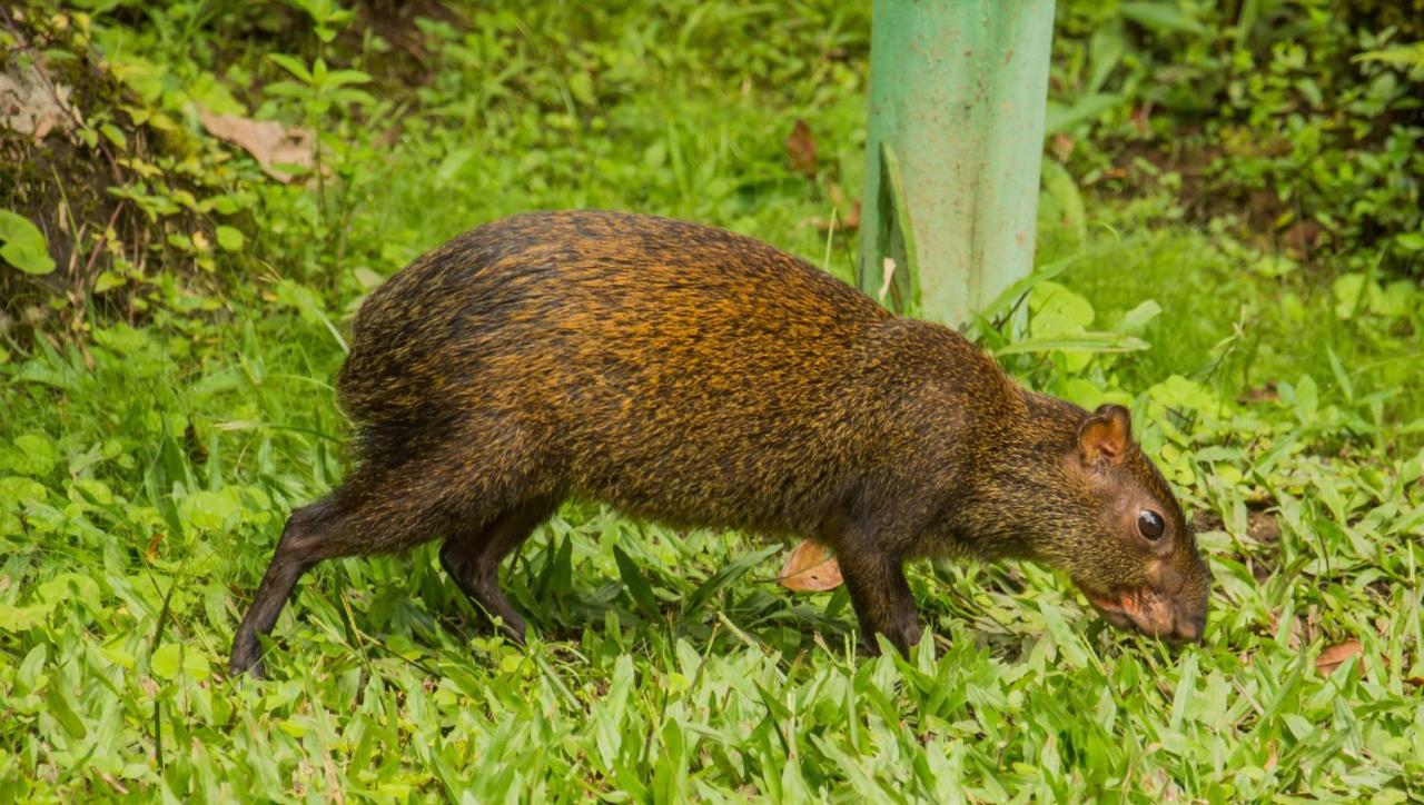 Mindo Garden Lodge And Wildlife Reserve Экстерьер фото
